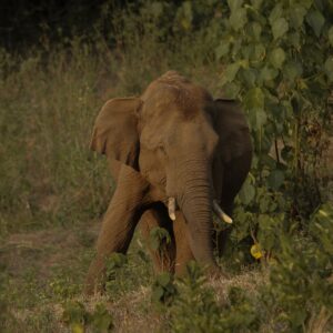 pexels-rahul-ramesh-16557941