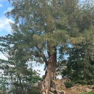 WhatsApp Image 2026-03-27 at 2.38.11 PM (1)